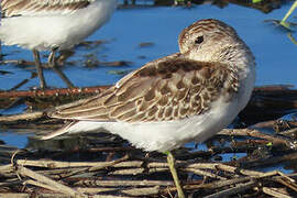 Least Sandpiper