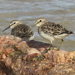 Bécasseau minuscule