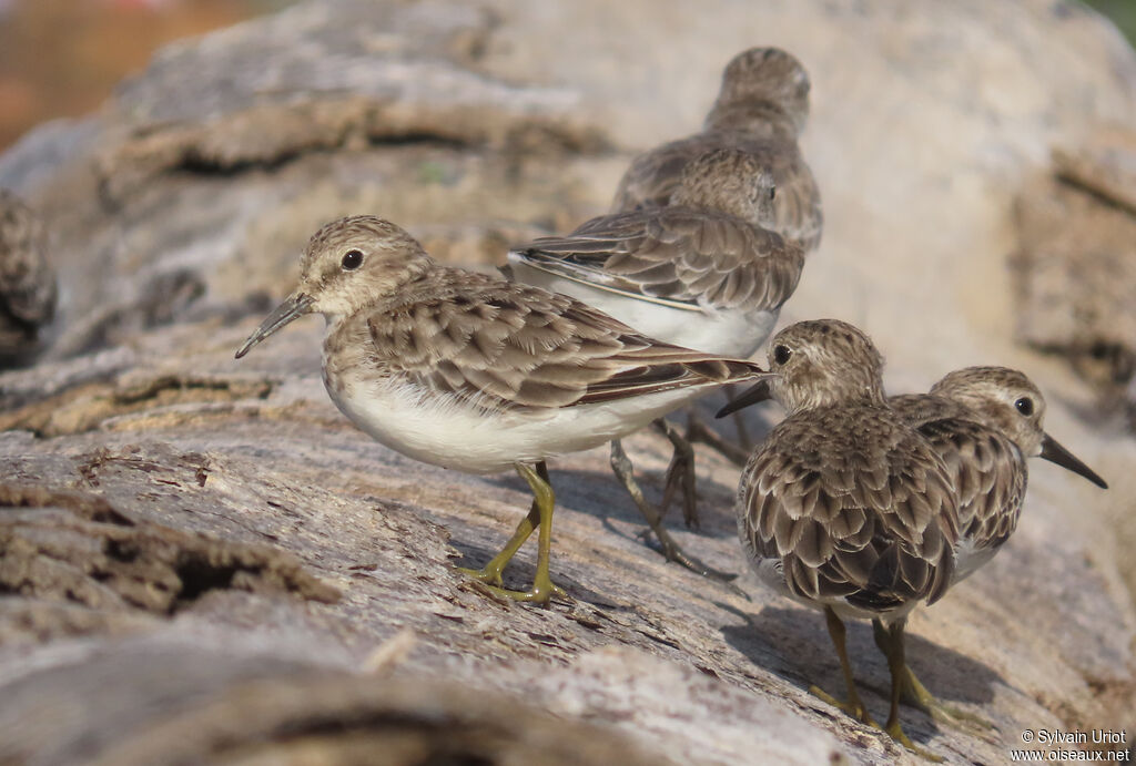 Bécasseau minuscule