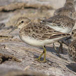 Bécasseau minuscule