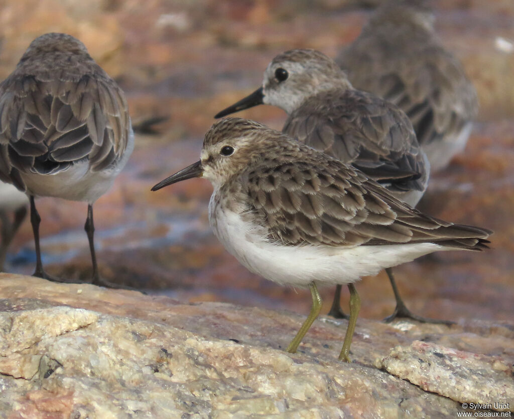 Bécasseau minuscule