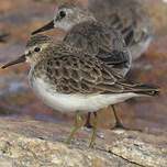 Bécasseau minuscule