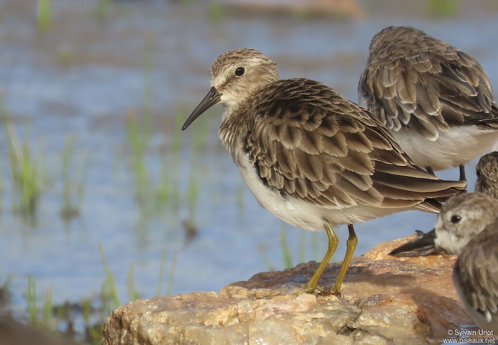 Bécasseau minuscule