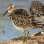 Bécasseau minuscule