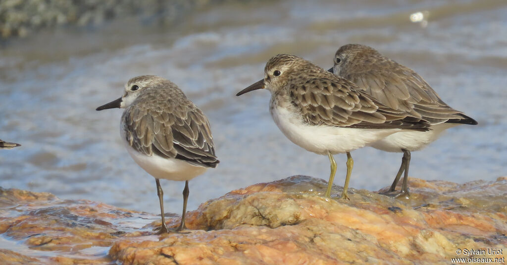 Bécasseau minuscule