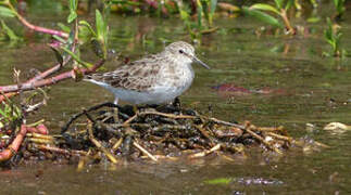 Least Sandpiper