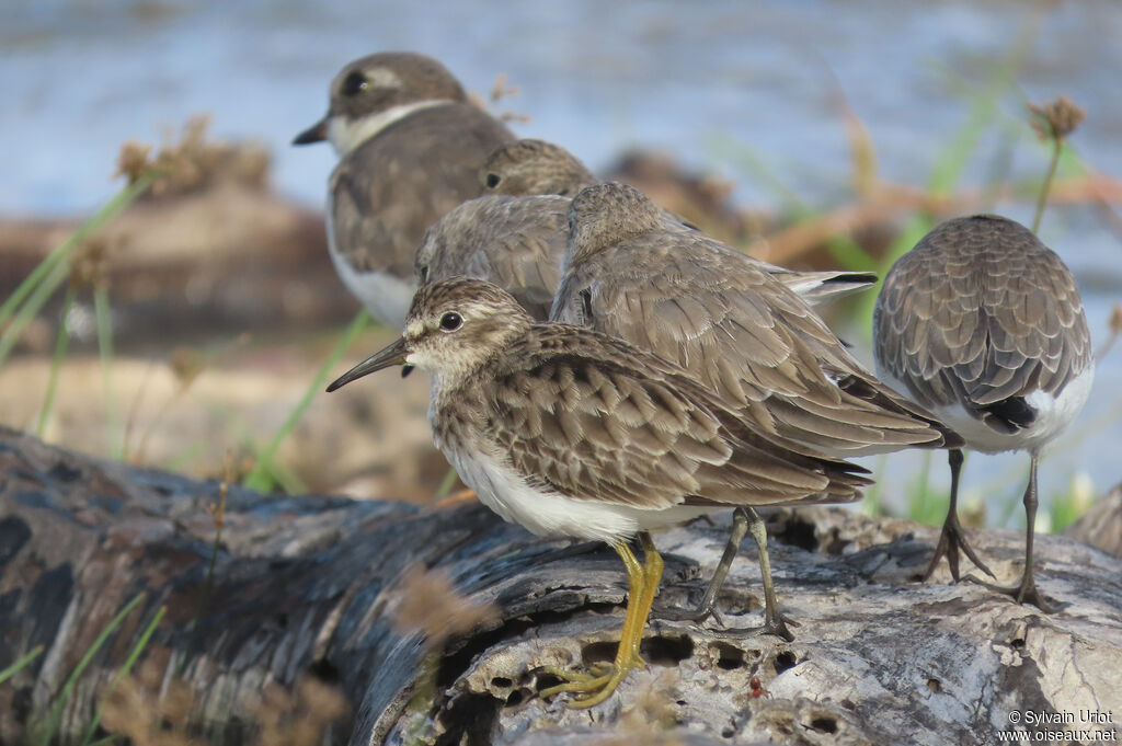 Bécasseau minuscule