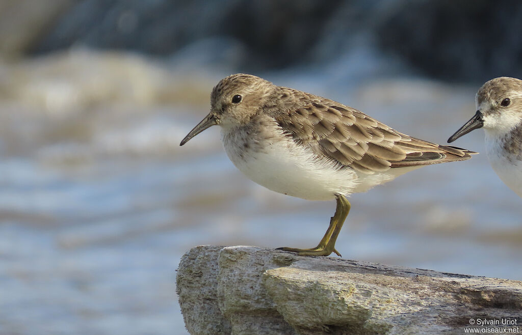 Bécasseau minuscule