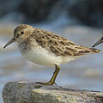 Bécasseau minuscule