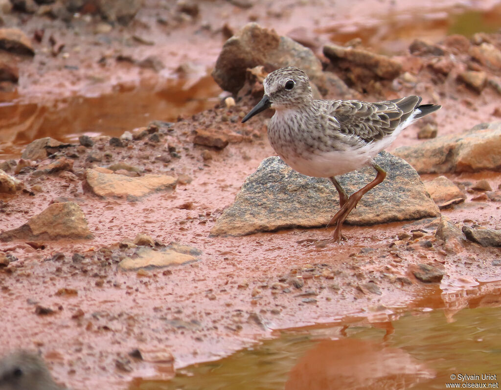 Bécasseau minuscule