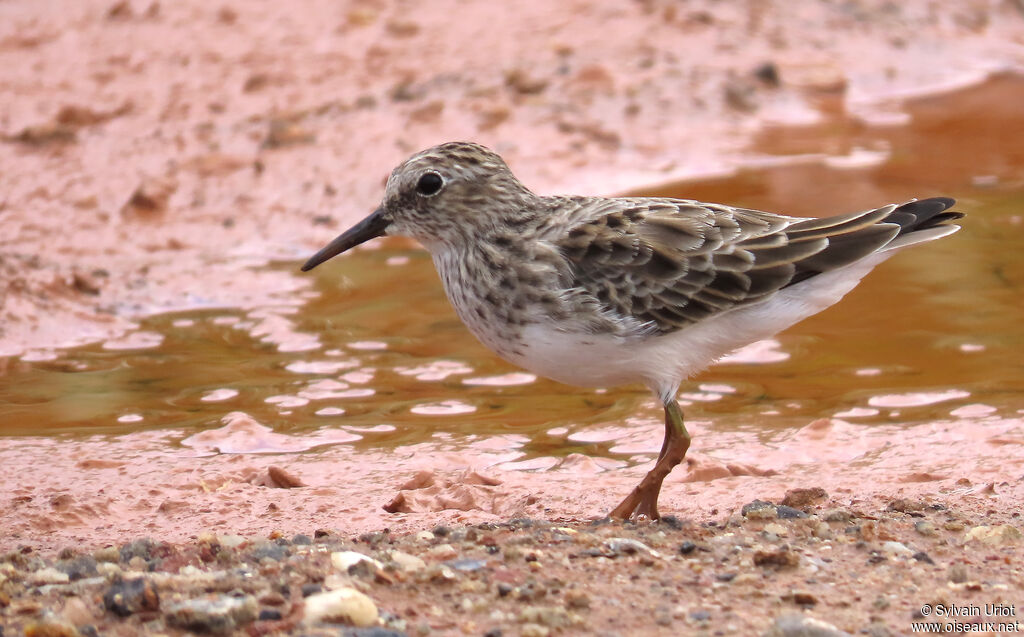 Bécasseau minuscule