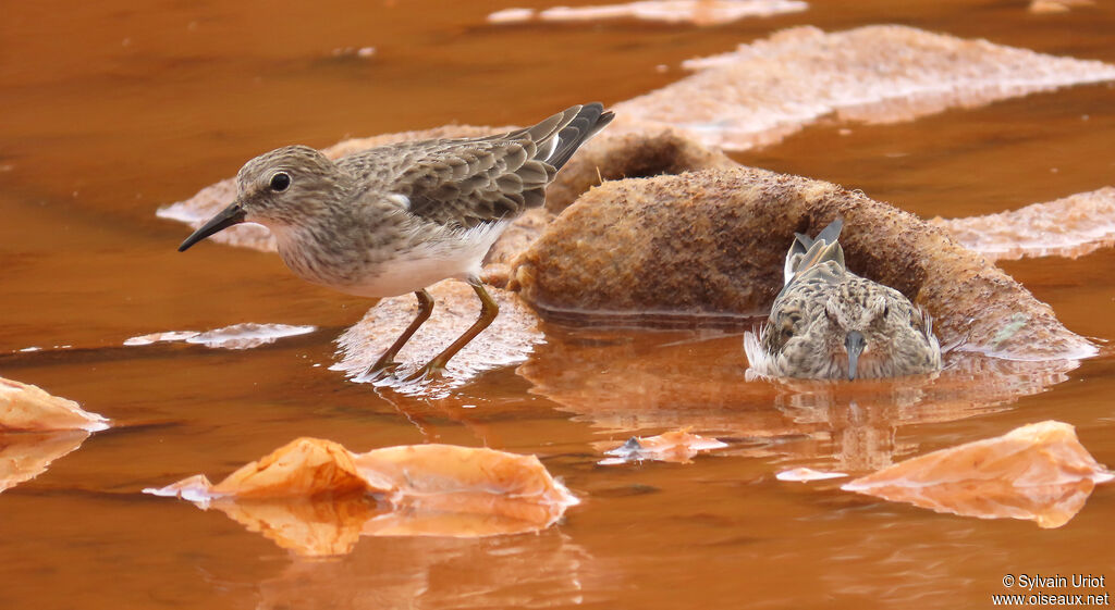 Bécasseau minuscule