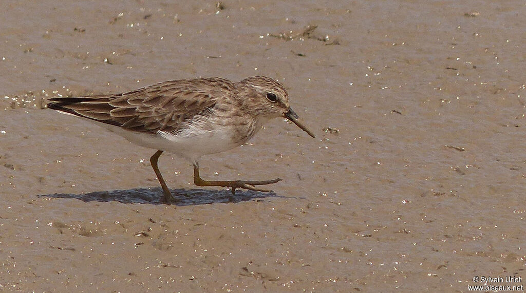 Least Sandpiper