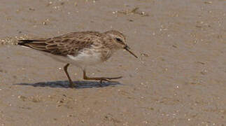 Least Sandpiper