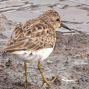 Least Sandpiper