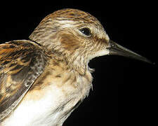 Least Sandpiper