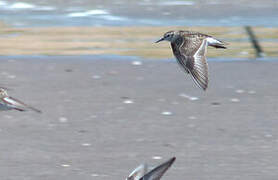 Least Sandpiper