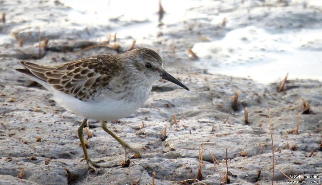 Bécasseau minusculeimmature