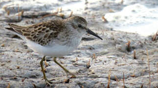 Least Sandpiper