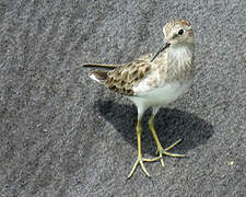 Least Sandpiper