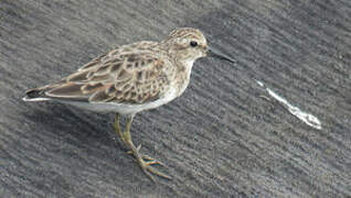 Least Sandpiper