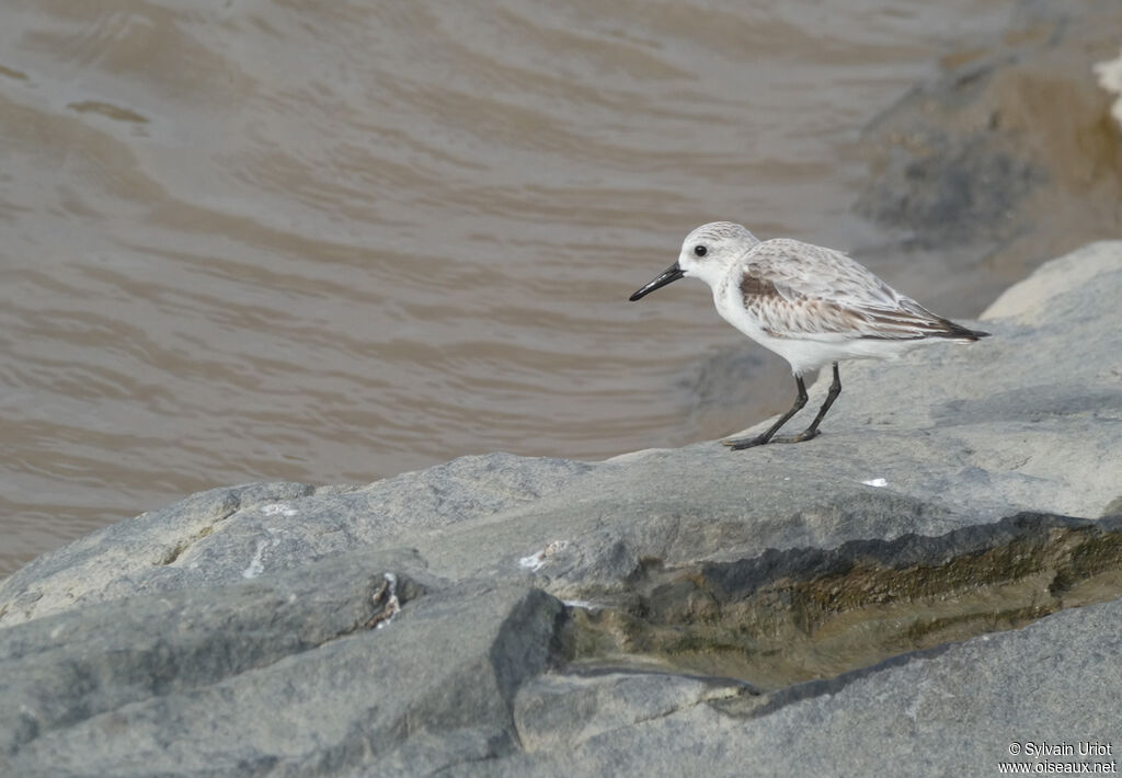 Sanderlingadult post breeding