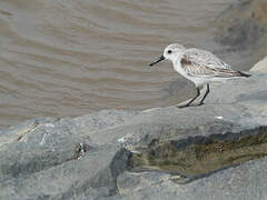 Bécasseau sanderling