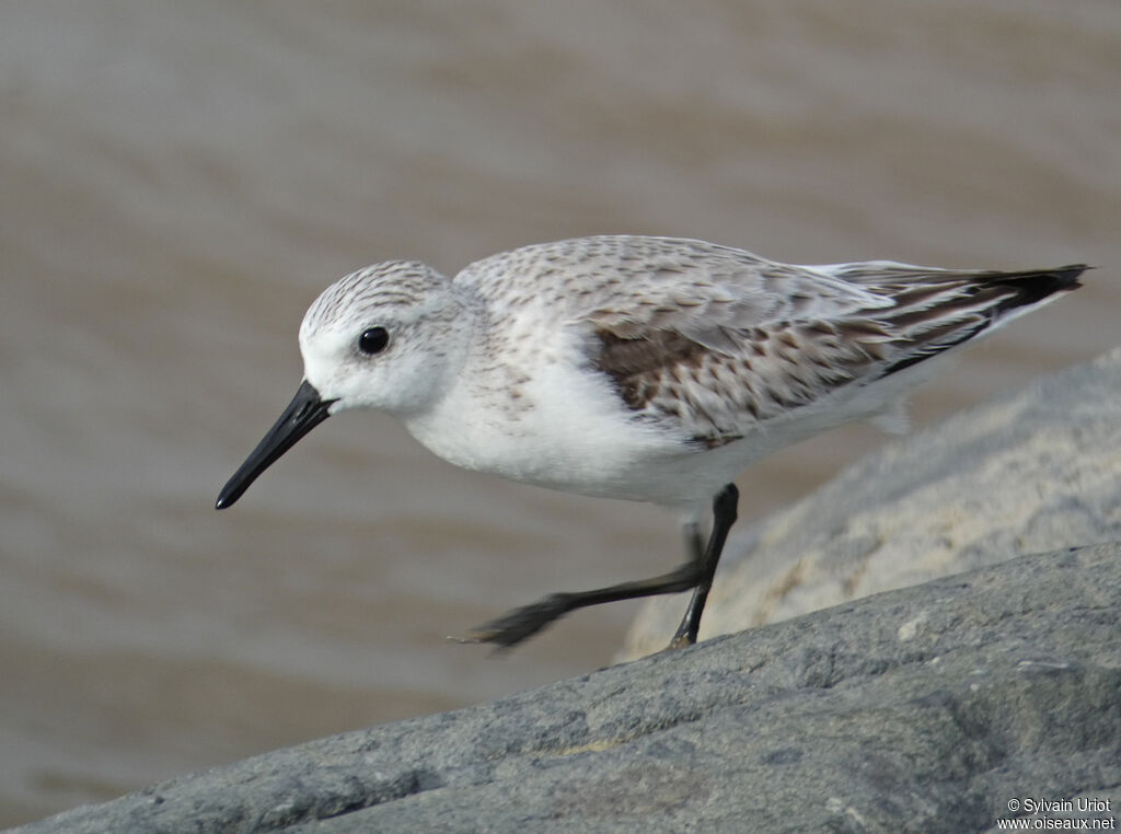 Sanderlingadult post breeding