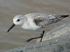 Bécasseau sanderling