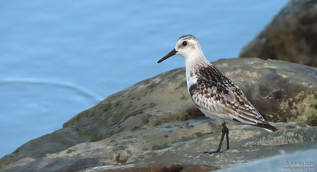 Sanderlingsubadult