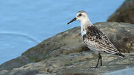 Bécasseau sanderling