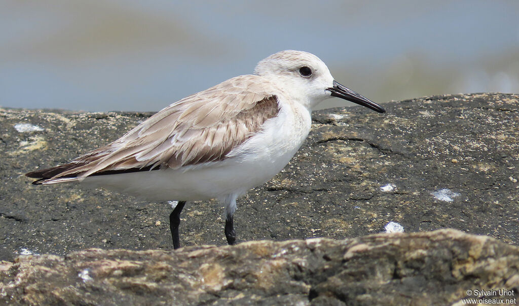 Sanderlingadult post breeding