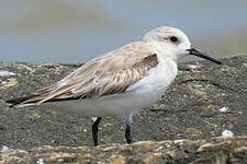 Bécasseau sanderling