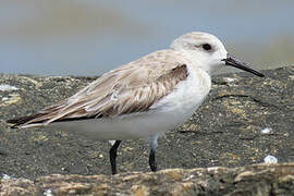 Sanderling