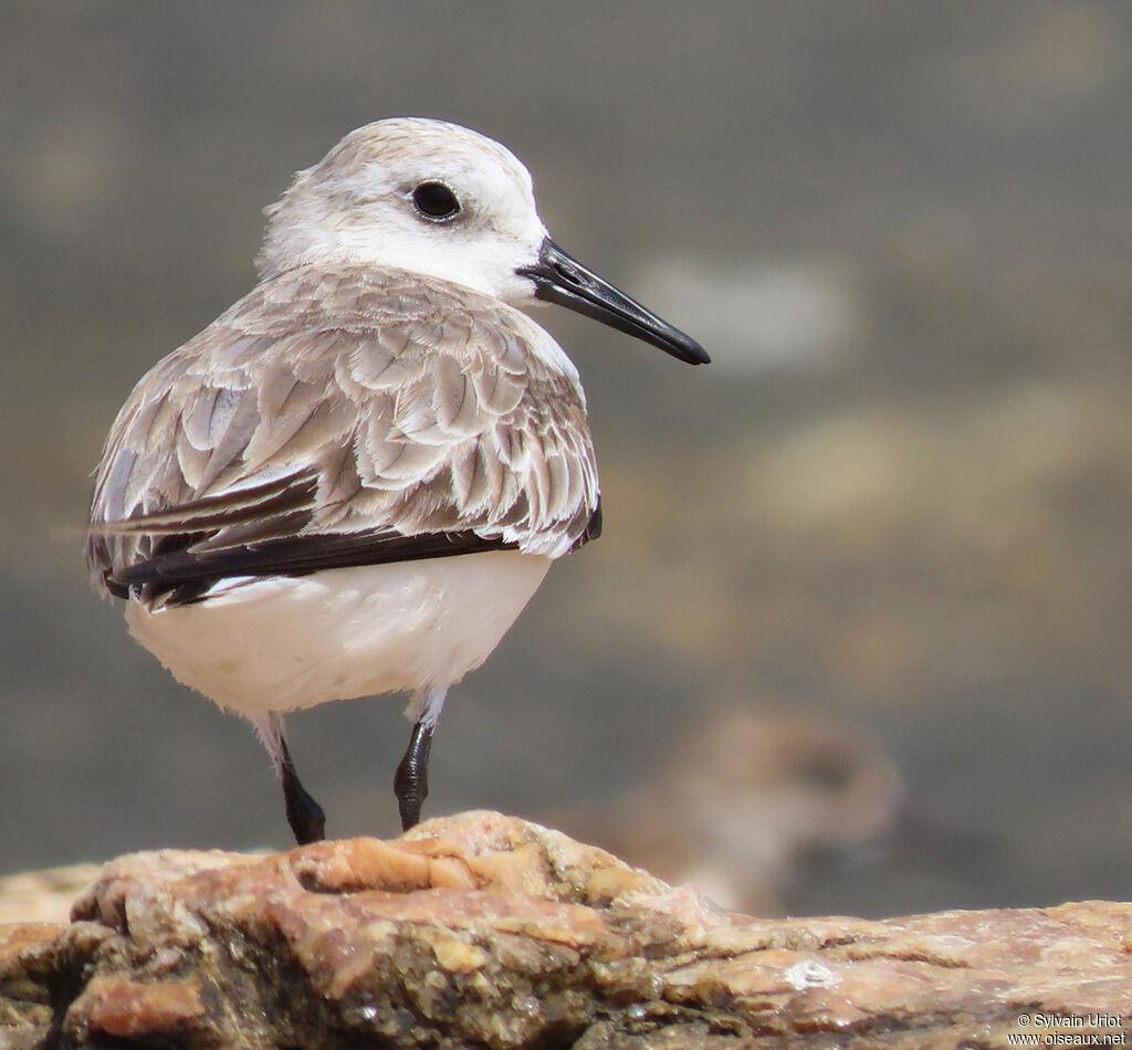 Bécasseau sanderling