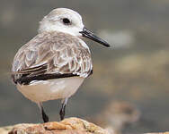 Bécasseau sanderling