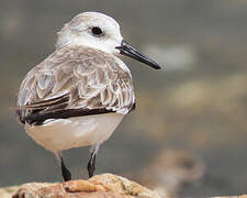 Sanderling