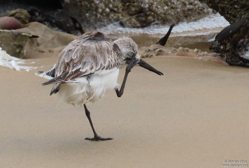 Sanderlingadult post breeding