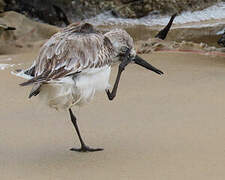 Sanderling