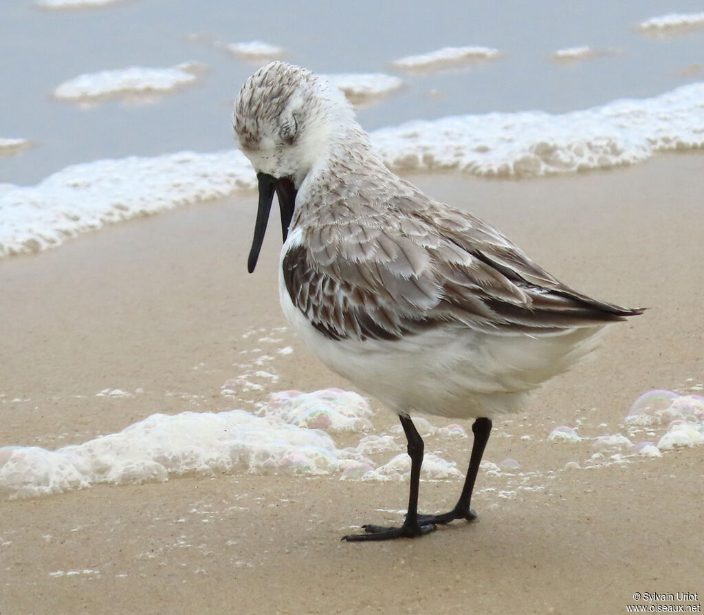 Sanderlingadult post breeding