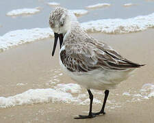 Bécasseau sanderling