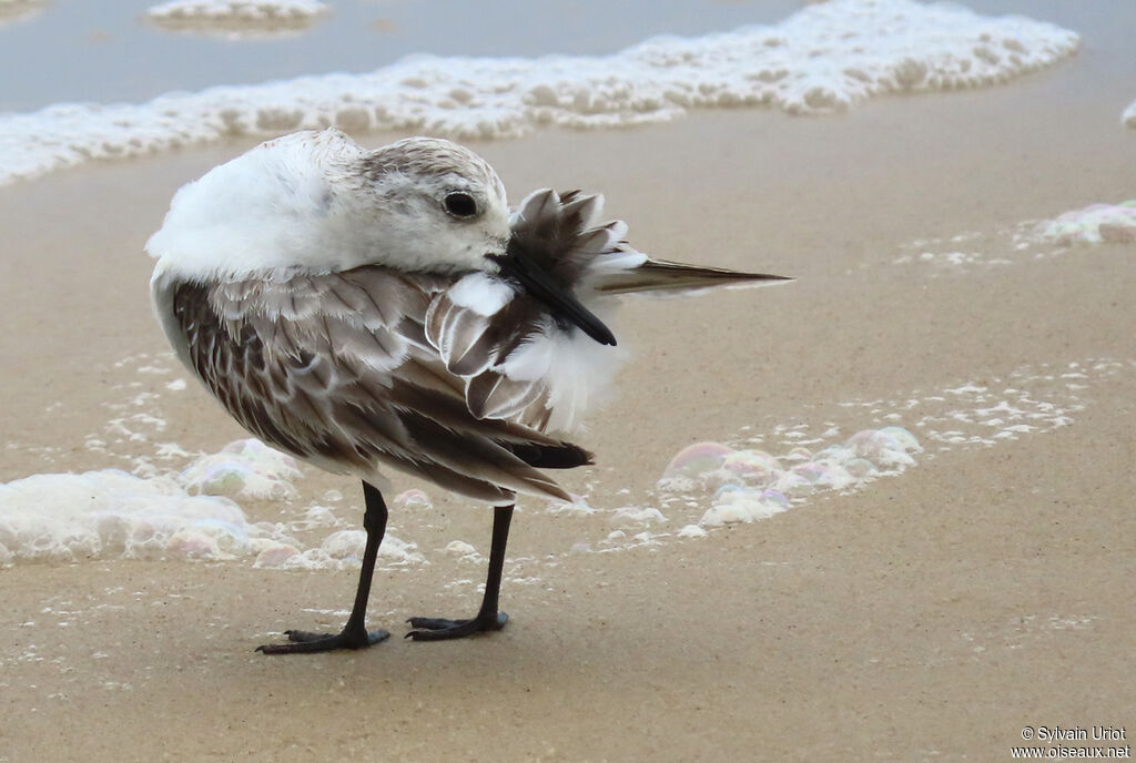 Sanderlingadult post breeding