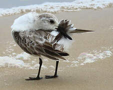 Sanderling