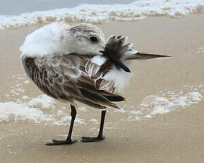 Bécasseau sanderling