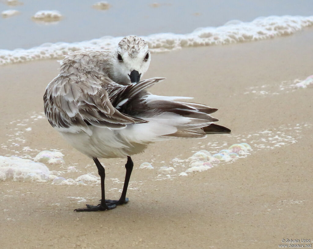 Sanderlingadult post breeding