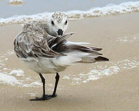 Bécasseau sanderling