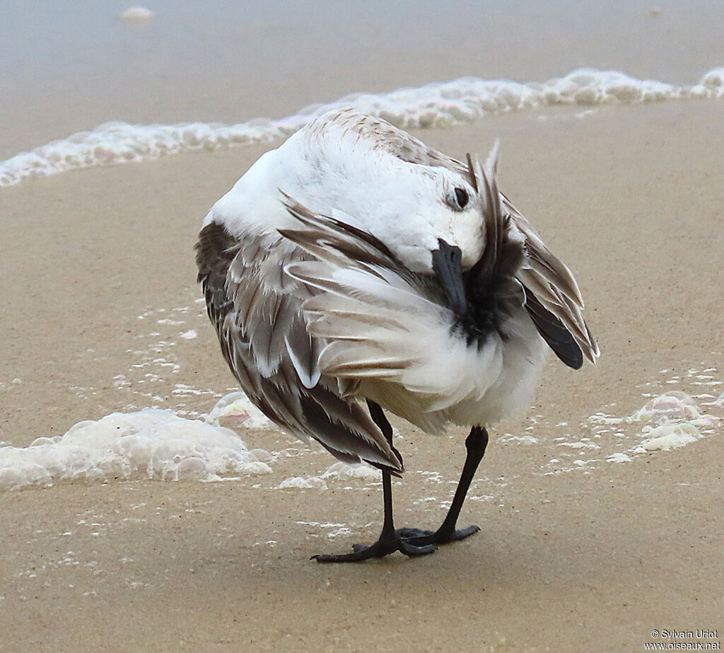 Sanderlingadult post breeding