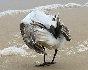 Bécasseau sanderling