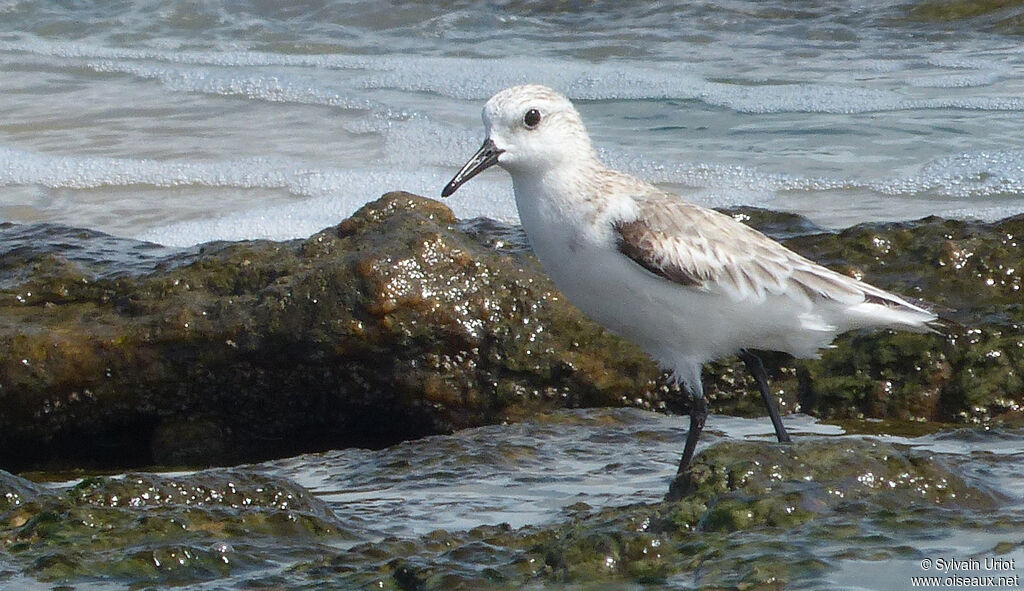 Bécasseau sanderling