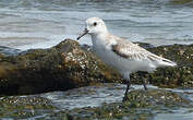 Bécasseau sanderling